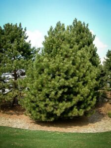 Сосна Чёрная (Pinus Nigra) купить по цене от 270.00р. в интернет-магазине «Посадика» с доставкой почтой в в Канаше и по всей России – [изображение №1].