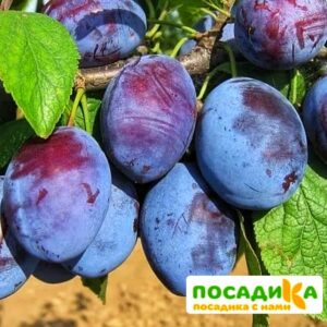 Слива Чачакская ранняя купить по цене от 229.00р. в интернет-магазине «Посадика» с доставкой почтой в в Канаше и по всей России – [изображение №1].