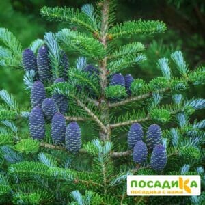 Пихта корейская (Abies koreana) купить по цене от 450.00р. в интернет-магазине «Посадика» с доставкой почтой в в Канаше и по всей России – [изображение №1].