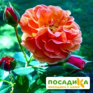 Роза Арабия купить по цене от 350.00р. в интернет-магазине «Посадика» с доставкой почтой в в Канаше и по всей России – [изображение №1].