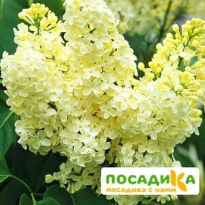 Сирень Примроуз (Primrose) купить по цене от 529.00р. в интернет-магазине «Посадика» с доставкой почтой в в Канаше и по всей России – [изображение №1].