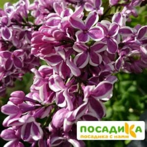 Сирень Сенсация купить по цене от 529.00р. в интернет-магазине «Посадика» с доставкой почтой в в Канаше и по всей России – [изображение №1].