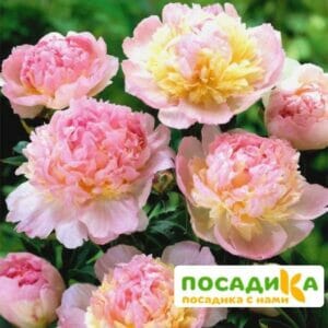 Пион Распберри Сандей (Paeonia Raspberry Sundae) купить по цене от 959р. в интернет-магазине «Посадика» с доставкой почтой в в Канаше и по всей России – [изображение №1].