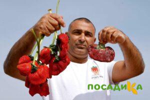 Клубника Гигант Джорнея купить по цене от 266р. в интернет-магазине «Посадика» с доставкой почтой в в Канаше и по всей России – [изображение №1].