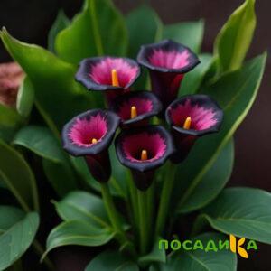 Калла Аура Лейс купить по цене от 400р. в интернет-магазине «Посадика» с доставкой почтой в в Канаше и по всей России – [изображение №1].