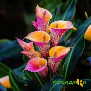 Калла Оникс купить по цене от 450р. в интернет-магазине «Посадика» с доставкой почтой в в Канаше и по всей России – [изображение №1].