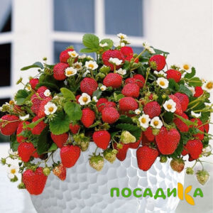 Клубника Рубиновый Шепот (горшечная) купить по цене от 240р. в интернет-магазине «Посадика» с доставкой почтой в в Канаше и по всей России – [изображение №1].