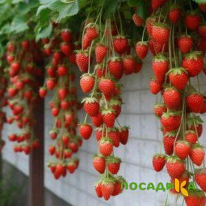 Клубника вьющаяся Комплимент купить по цене от 470р. в интернет-магазине «Посадика» с доставкой почтой в в Канаше и по всей России – [изображение №1].