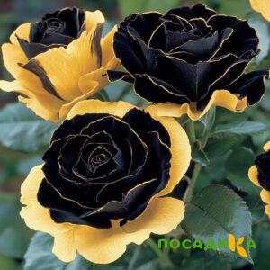 Роза Ханни Сикл купить по цене от 700р. в интернет-магазине «Посадика» с доставкой почтой в в Канаше и по всей России – [изображение №1].