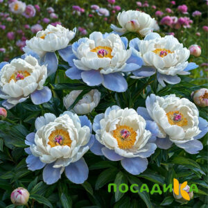 Пион акварельный Этюд купить по цене от 806р. в интернет-магазине «Посадика» с доставкой почтой в в Канаше и по всей России – [изображение №1].