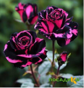 Роза Багровый Шепот купить по цене от 366р. в интернет-магазине «Посадика» с доставкой почтой в в Канаше и по всей России – [изображение №1].