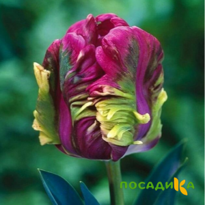 Тюльпан Экзотик Хэвен купить по цене от 186р. в интернет-магазине «Посадика» с доставкой почтой в в Канаше и по всей России – [изображение №1].