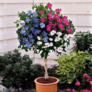 Гибискус-Дерево Триколор купить по цене от 289р. в интернет-магазине «Посадика» с доставкой почтой в в Канаше и по всей России – [изображение №1].