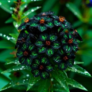 Флокс Ривьера купить по цене от 299р. в интернет-магазине «Посадика» с доставкой почтой в в Канаше и по всей России – [изображение №1].