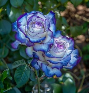 Роза Пэтолз Хоуп купить по цене от 333р. в интернет-магазине «Посадика» с доставкой почтой в в Канаше и по всей России – [изображение №1].