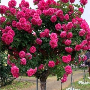 Роза Версаля купить по цене от 232р. в интернет-магазине «Посадика» с доставкой почтой в в Канаше и по всей России – [изображение №1].