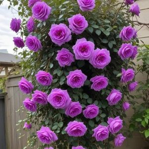 Роза Мистик Уайт купить по цене от 620р. в интернет-магазине «Посадика» с доставкой почтой в в Канаше и по всей России – [изображение №1].