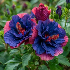 Гибискус Роуз Шайн купить по цене от 360р. в интернет-магазине «Посадика» с доставкой почтой в в Канаше и по всей России – [изображение №1].