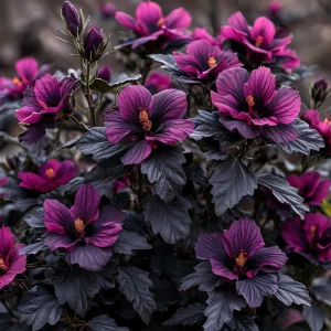 Гибискус Корал Чарм купить по цене от 271р. в интернет-магазине «Посадика» с доставкой почтой в в Канаше и по всей России – [изображение №1].