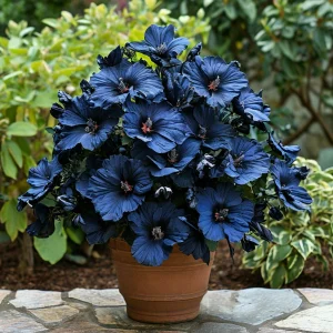 Гибискус Селестиал Флейм купить по цене от 326р. в интернет-магазине «Посадика» с доставкой почтой в в Канаше и по всей России – [изображение №1].