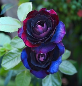 Роза Скарлет Рэвери купить по цене от 489р. в интернет-магазине «Посадика» с доставкой почтой в в Канаше и по всей России – [изображение №1].