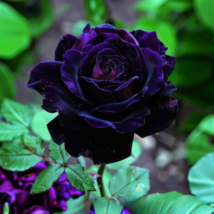 Роза Блэк Пантер купить по цене от 319р. в интернет-магазине «Посадика» с доставкой почтой в в Канаше и по всей России – [изображение №1].
