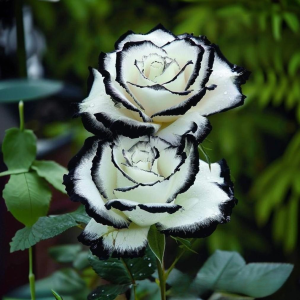 Роза Силк Ивин купить по цене от 319р. в интернет-магазине «Посадика» с доставкой почтой в в Канаше и по всей России – [изображение №1].