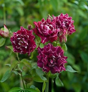 Роза Опаловый Пейзаж купить по цене от 490р. в интернет-магазине «Посадика» с доставкой почтой в в Канаше и по всей России – [изображение №1].