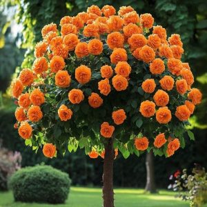 Роза Солнечный Шарм купить по цене от 349р. в интернет-магазине «Посадика» с доставкой почтой в в Канаше и по всей России – [изображение №1].