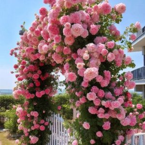 Роза Пастель Розе купить по цене от 605р. в интернет-магазине «Посадика» с доставкой почтой в в Канаше и по всей России – [изображение №1].