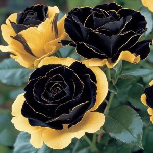 Роза Ханни Сикл купить по цене от 700р. в интернет-магазине «Посадика» с доставкой почтой в в Канаше и по всей России – [изображение №1].