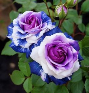 Роза Айвори Каскад купить по цене от 420р. в интернет-магазине «Посадика» с доставкой почтой в в Канаше и по всей России – [изображение №1].