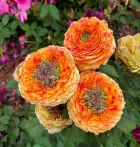 Роза Золотой Мираж купить по цене от 420р. в интернет-магазине «Посадика» с доставкой почтой в в Канаше и по всей России – [изображение №1].