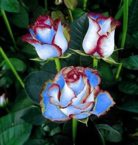 Роза Сафайер Пэтл купить по цене от 450р. в интернет-магазине «Посадика» с доставкой почтой в в Канаше и по всей России – [изображение №1].